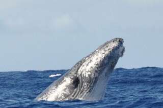 Les baleines à bosse de moins en moins en danger d'extinction