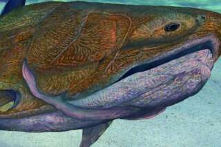 Entelognathus, le petit poisson qui remet en cause l'évolution des vertébrés