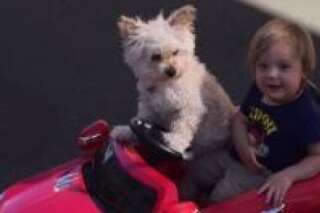 VIDÉO. Un chien au volant d'une mini-voiture avec un enfant à bord