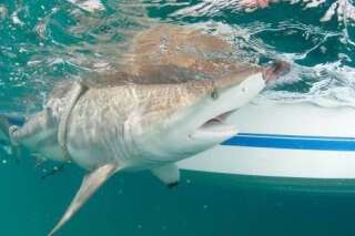 VIDÉO. Des dizaines de milliers de requins à pointes noires s'invitent en Floride