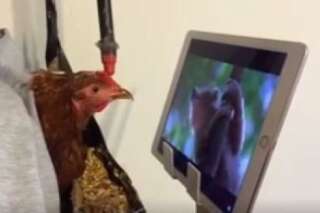 Cette poule regarde un documentaire animalier et ça a l'air de lui plaire