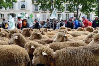 PHOTOS. Paris: la marche de milliers d'éleveurs vers les consommateurs