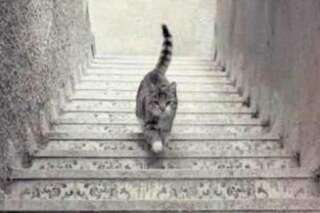 PHOTO. Ce chat monte ou descend les escaliers selon vous ?