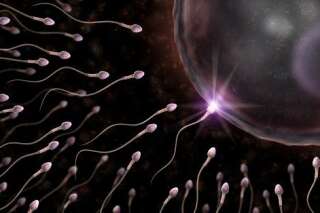 Du spermatozoïde à l'ovule : la fusion enfin expliquée