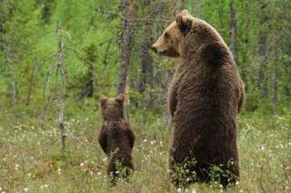 PHOTOS. Ces deux ours urinant ont vraiment amusé les internautes