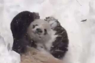 VIDÉO. Ce panda qui s'amuse dans la neige va vous faire fondre