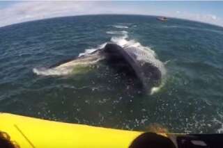 Cette baleine a fait une peur bleue aux touristes