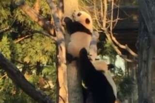VIDÉO. Bei Bei est un petit panda courageux (trop peut-être)