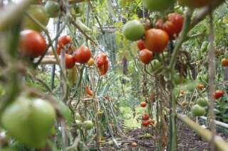 Agriculture urbaine: une start-up berlinoise fait pousser des tomates à l'aide de poissons