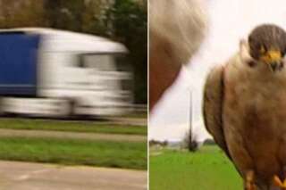 VIDÉO. Un faucon percuté par un camion lors d'une émission danoise tournée en France