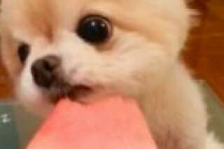 VIDÉO. Ce petit chien adore la pastèque (surtout quand elle est coupée en petits morceaux)
