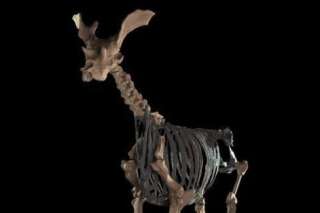 PHOTOS. Le sivatherium, vieil (et bizarre) ancêtre de la girafe, reconstitué pour la première fois