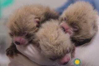 VIDÉO. Sept bébés pandas roux sont nés dans le zoo national américain
