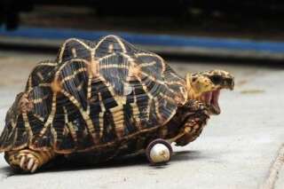Cette tortue perd une patte et gagne deux petites roulettes