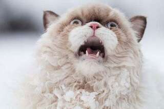 PHOTOS. Ce chat qui découvre la neige pour la première fois a bien fait rire les internautes