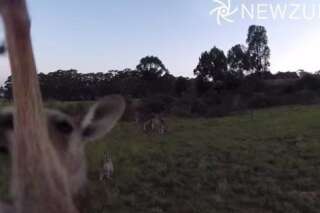 VIDÉO. Un kangourou s'en prend à un drone