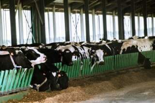 La Ferme des 1000 vaches dépasse le nombre de bêtes autorisé et sera sanctionnée, annonce Stéphane Le Foll