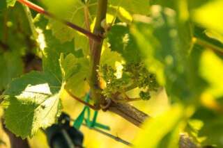 Pesticides: un viticulteur bio poursuivi pour avoir refusé de traiter sa vigne