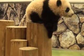 VIDÉO. Ces chutes de bébés pandas vont vous faire fondre