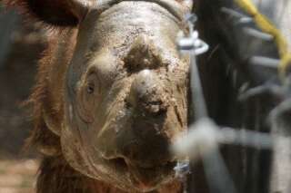 L'un des derniers rhinocéros de Sumatra est mort peu après avoir été découvert