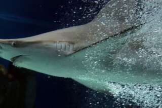 Hollywood sacrifie les requins sur l'autel du Box-office