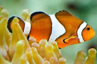 Nemo: le poisson-clown du Pacifique pourrait être placé par les États-Unis sur la liste des espèces menacées