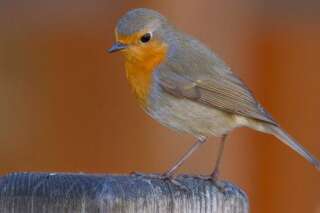 Birdify: le projet d'un Shazam pour les chants d'oiseaux