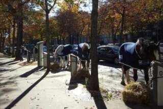 VIDÉO. Des chevaux aux bornes Autolib dans le 16e arrondissement de Paris