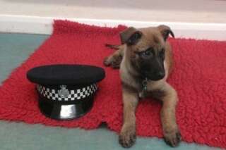 Ce chiot policier anglais a été nommé Diesel en hommage au chien d'assaut du RAID tué