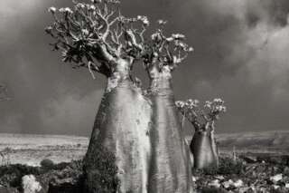 PHOTOS. Les majestueux portraits d'arbres millénaires de Beth Moon