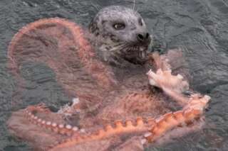 PHOTOS. Un combat entre un phoque et une pieuvre géante du pacifique photographié au Canada