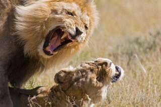 Un lion tue une lionne sous les yeux des visiteurs d'un zoo