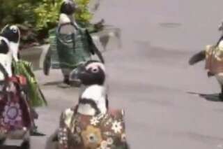 VIDÉO. Des pingouins japonais en boubou pour célébrer le sommet Japon-Afrique