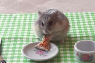 VIDÉO. Après le hamster qui mange un mini burrito, voici celui qui dévore une mini pizza