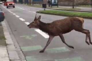 VIDÉO. Un cerf erre dans les rues de Rennes