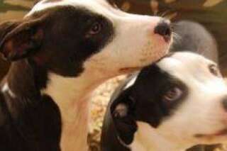 PHOTO. Un chien aveugle et son frère ont été adoptés grâce à cette photo virale