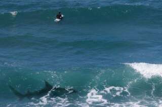À La Réunion, le menace des requins sur les surfeurs peine à être contrôlée