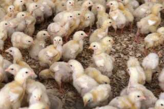 Le broyage des poussins vivants dans la production des œufs va disparaître aux États-Unis
