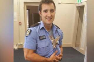 VIDÉO. Un bébé kangourou adopté par un policier australien
