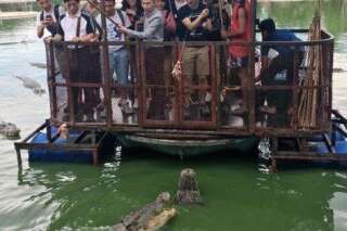 Cette ferme aux crocodiles thailandaise a dû fermer ses portes après la publication de cette photo