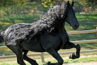 PHOTOS. Ce cheval a sûrement la plus belle crinière du monde