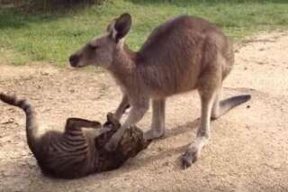 VIDÉO. Ce kangourou est beaucoup trop gentil pour être ami avec ce chat