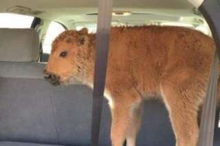 Un bébé bison euthanasié après avoir été embarqué en voiture par des touristes dans le parc de Yellowstone
