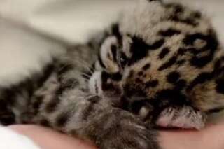 VIDÉO. Ce bébé léopard qui s'endort va vous faire fondre