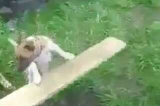 VIDÉO. Ce chien sait jouer à rapporter la balle tout seul grâce à une catapulte