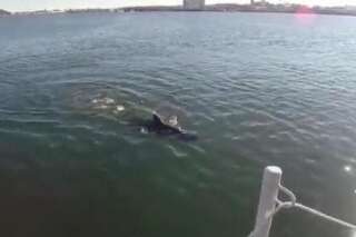 VIDÉO. La Marine américaine met au point un drone sous-marin en forme de requin