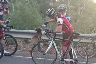 VIDEO. Assoiffé, un koala arrête un cycliste pour boire dans sa bouteille d'eau