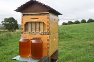 VIDÉO. Flow Hive, l'invention qui révolutionne l'apiculture et a levé plus de 5 millions sur Internet