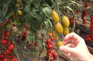Conservations des légumes: FW13, la tomate de demain qui ne pourrira jamais
