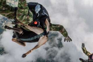 PHOTOS. Jany, le berger belge qui saute en parachute avec les forces anti-terroristes colombiennes
